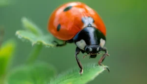 Como Tirar Foto Incrível