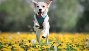 Como Tirar Foto Incrível