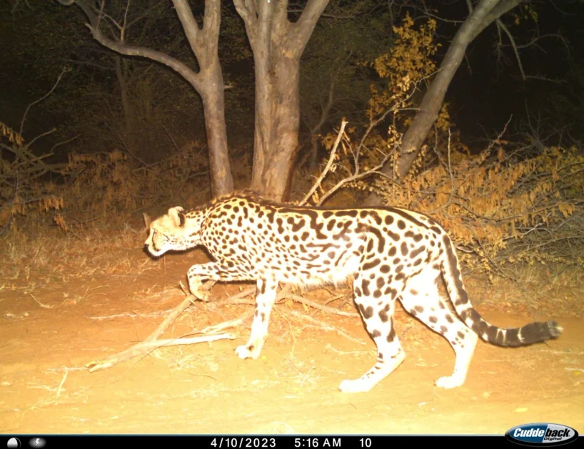 King cheetah 1536x1183 1