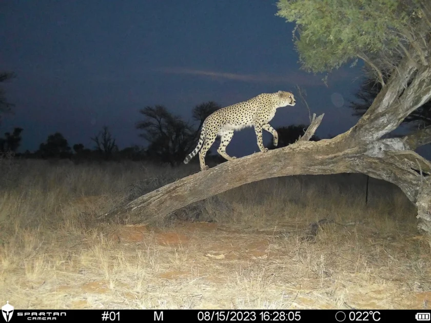 Single cheetah climbing tree 1536x1152 1