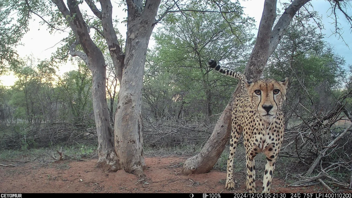 Single cheetah facing camera 1536x864 1