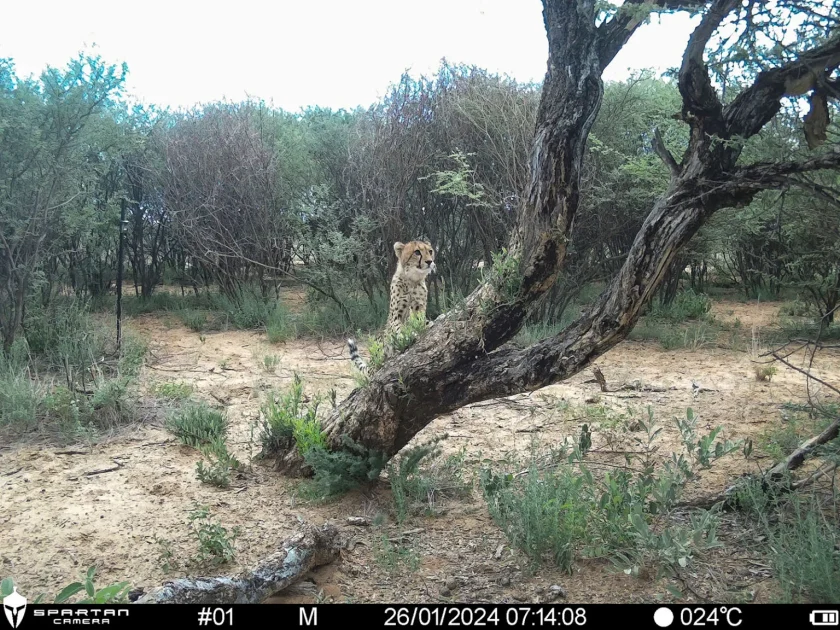 Sub adult cheetah 1536x1152 1