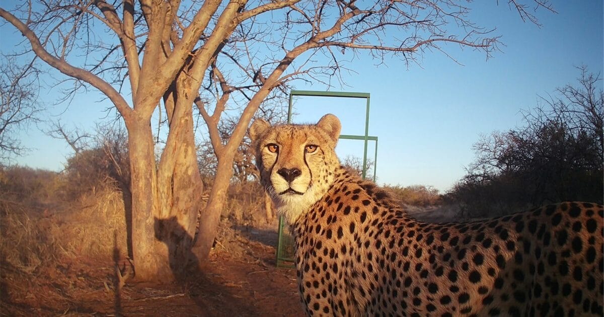 Fotografia de fauna e o censo dos guepardos na África do Sul