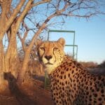 Início 7 Fotografia de fauna e o censo dos guepardos na África do Sul