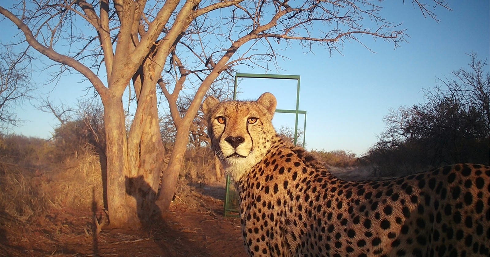 Início 1 Fotografia de fauna e o censo dos guepardos na África do Sul