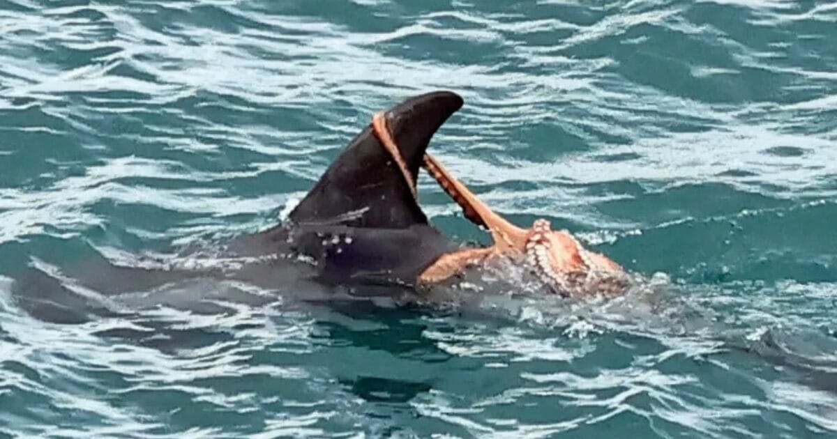 Polvo sobre golfinho: como ler uma imagem rara no mar