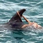 Polvo sobre golfinho: como ler uma imagem rara no mar